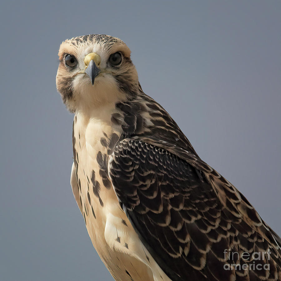Eyes Like a Hawk Photograph by Jim Garrison