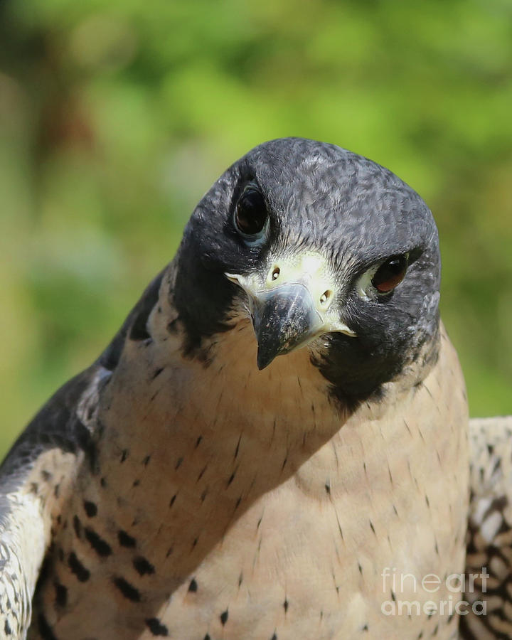 Eyes Like A Hawk Photograph By Laurie Pocher - Fine Art America