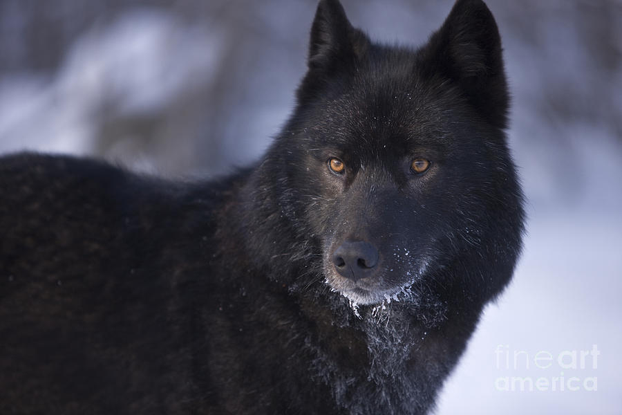Eyes of a Black Wolf Photograph by John Hyde - Printscapes