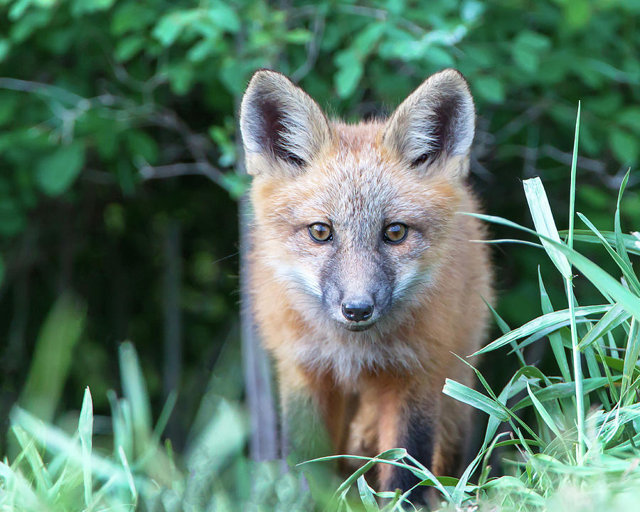 Eyes of a Fox Photograph by Jack Bell