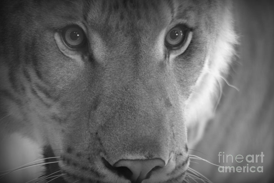 Eyes of A Liger Photograph by Elizabeth Ann - Fine Art America