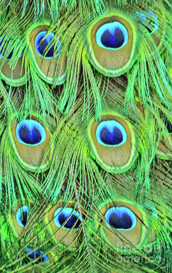 Eyes Of A Peacock Photograph by Steven Parker