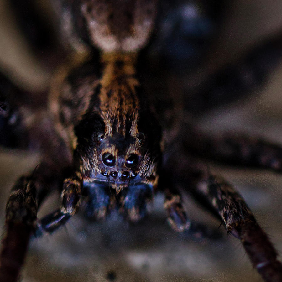 Nature Photograph - Eyes of a Spider by Winston Stephenson Photography
