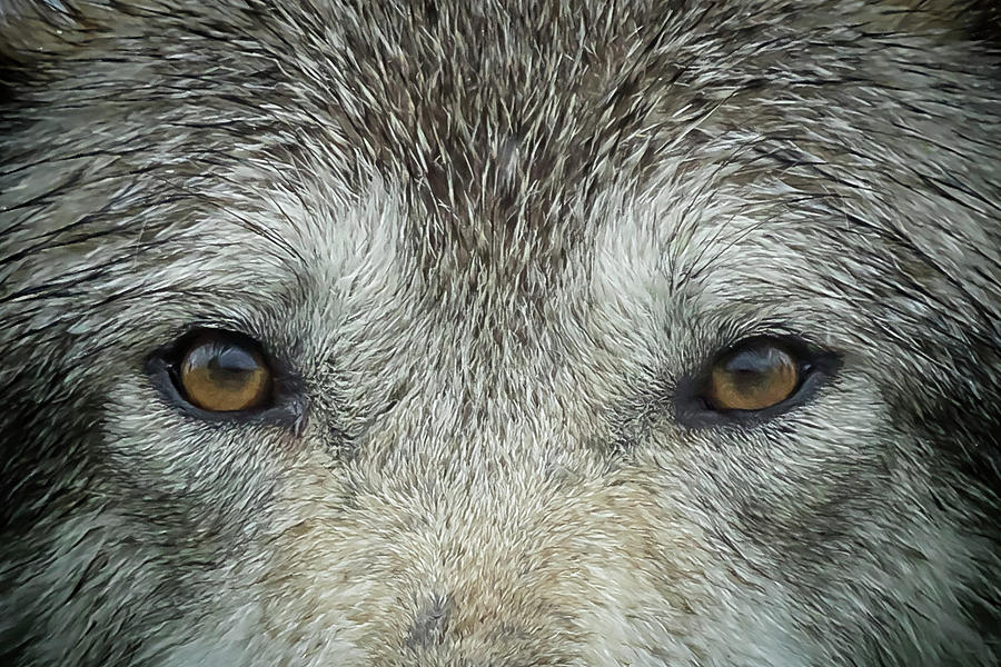 Eyes of a Wolf Photograph by Belinda Greb