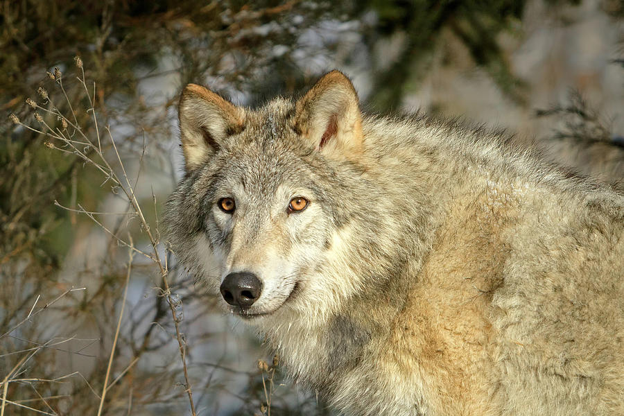 Eyes of a Wolf Photograph by Jack Bell