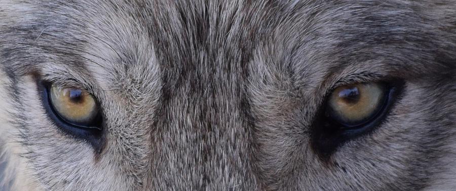 Eyes of a Wolf Photograph by Lkb Art And Photography - Fine Art America