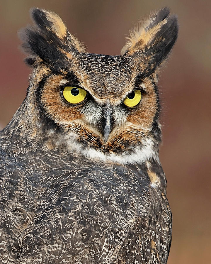 Eyes of an Owl Photograph by Deborah Penland