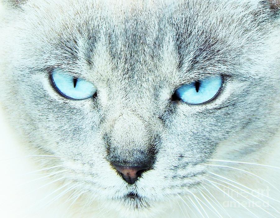 Eyes Of Blue Photograph by Jan Gelders