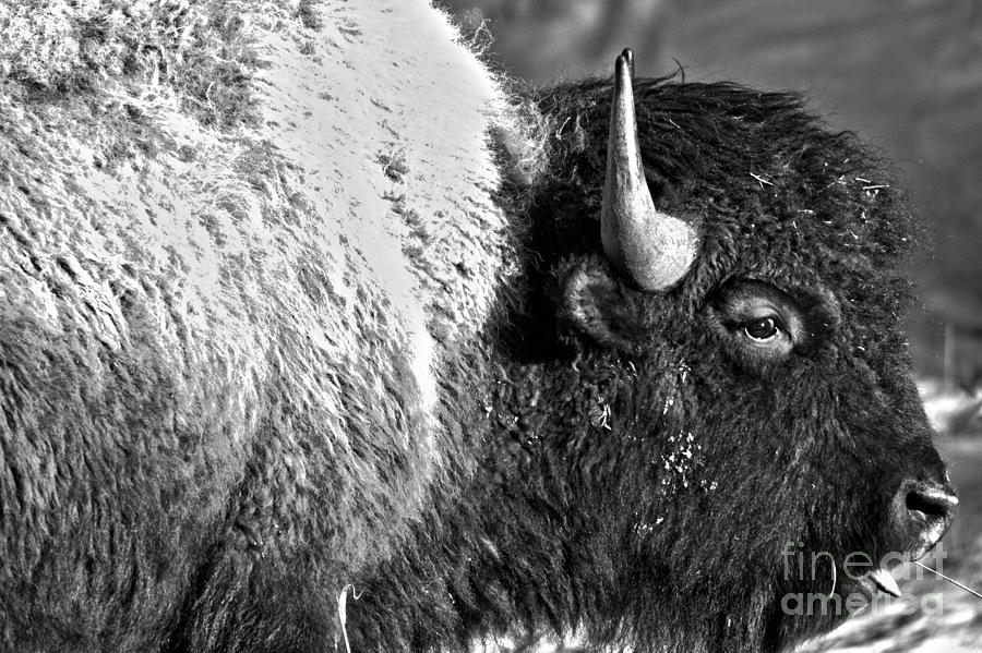 Eyes Of The Bison Spring 2018 Black And White Photograph by Adam Jewell
