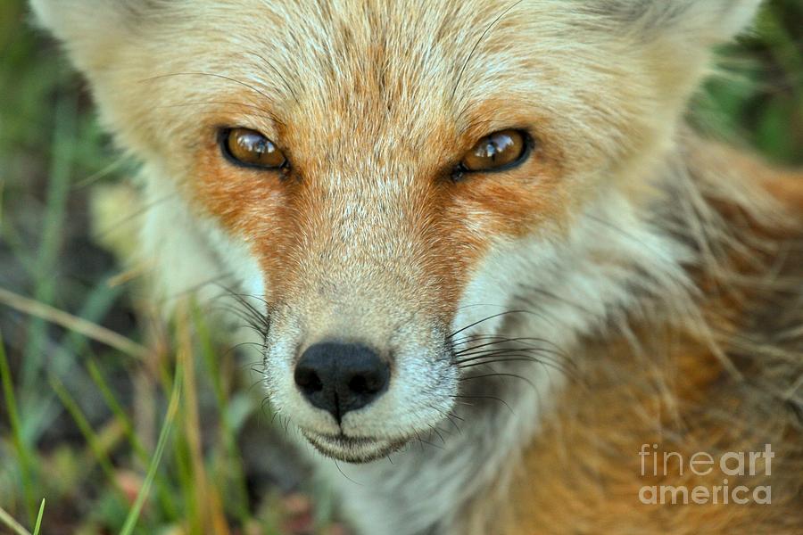 Eyes Of The Fox Photograph by Adam Jewell