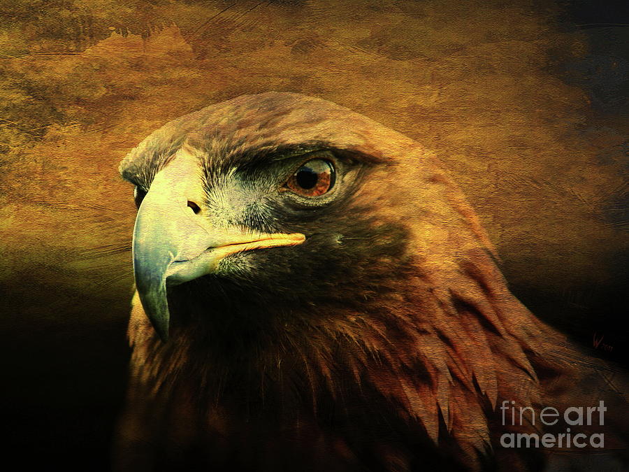 Animal Photograph - Eyes of the Golden Hawk by Wingsdomain Art and Photography
