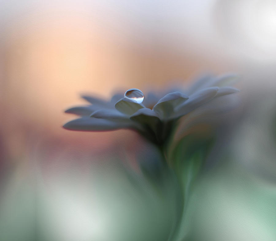 Flower Photograph - Eyes Of The Light by Juliana Nan