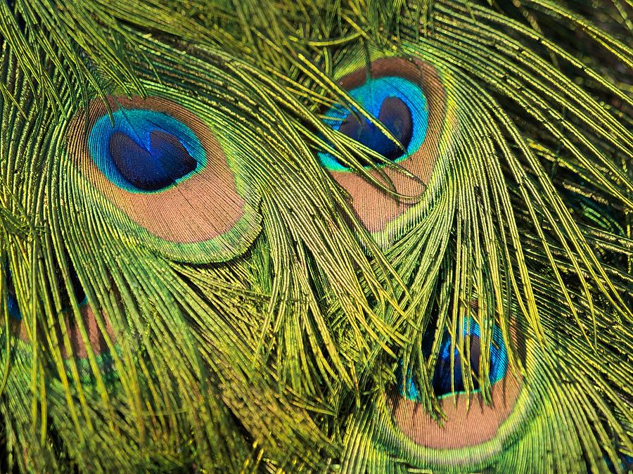 Eyes of the Peacock Photograph by Martin Daly - Fine Art America