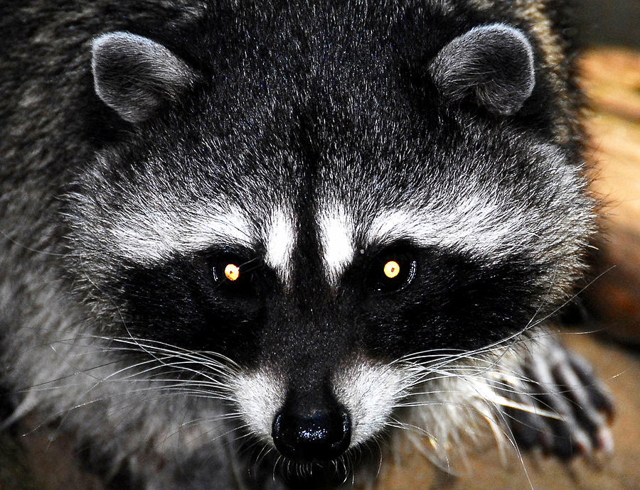 Eyes of the Raccoon Photograph by David Lee Thompson