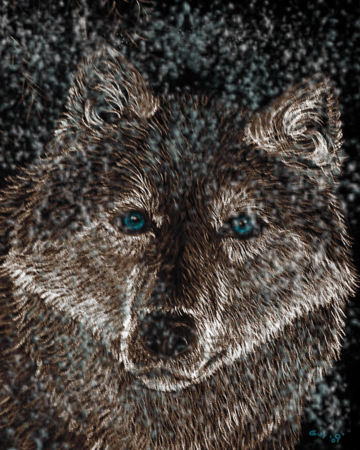 Eyes of the snow wolf Drawing by Nick Gustafson