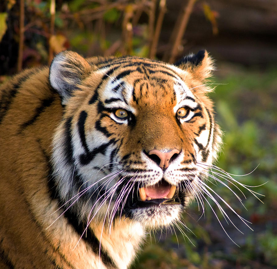 Eyes of the Tiger Photograph by Jim Markiewicz - Fine Art America