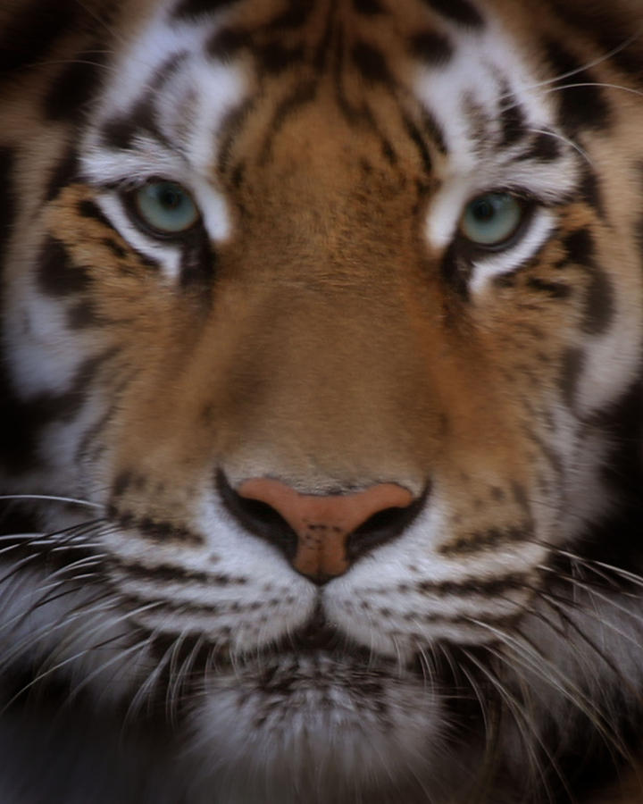 Eyes of The Tiger Photograph by Joseph G Holland