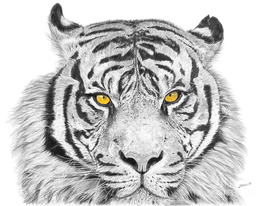 Eyes Of The Tiger Drawing by Shawn Stallings