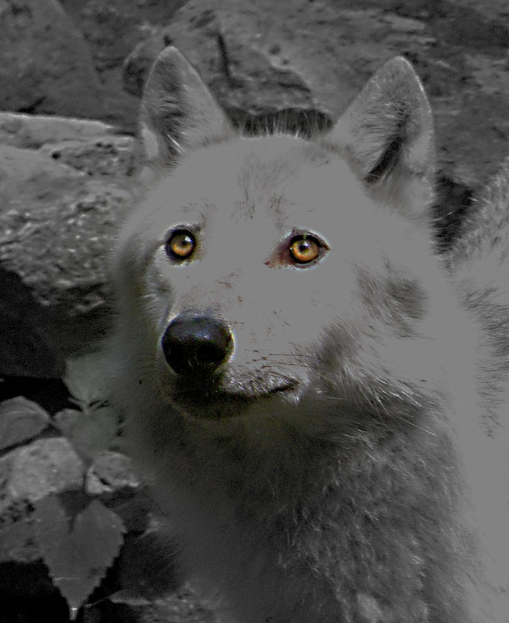 Eyes Of The Wolf Photograph by Debra     Vatalaro