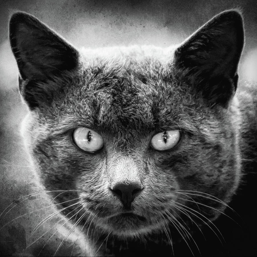Eyes On You Cat Black and White Square Photograph by Terry DeLuco