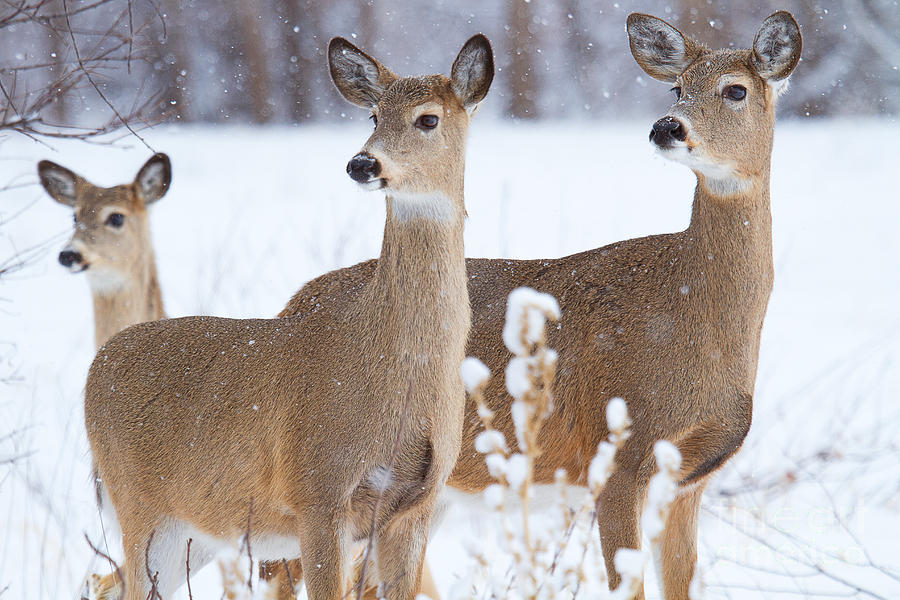 Whitetail Deer Photograph - Eyes Right by Jim Garrison