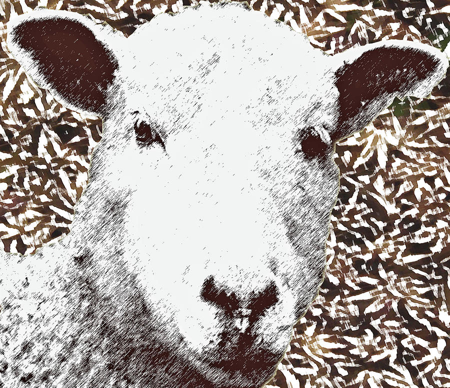 Eyes Upon Ewe Photograph by Rodger Mansfield