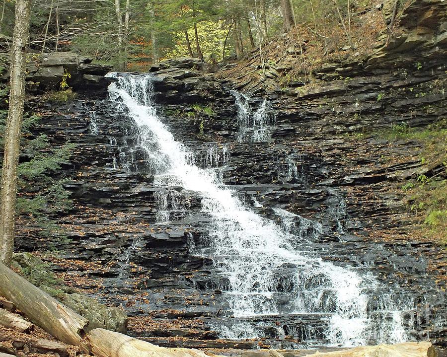 F. L. Ricketts - Ricketts Glen Photograph by Cindy Treger