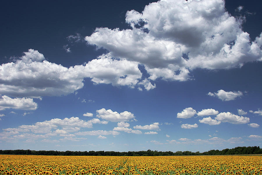 F06 012 Sunflower Cloudscape Photograph by Jon Friesen
