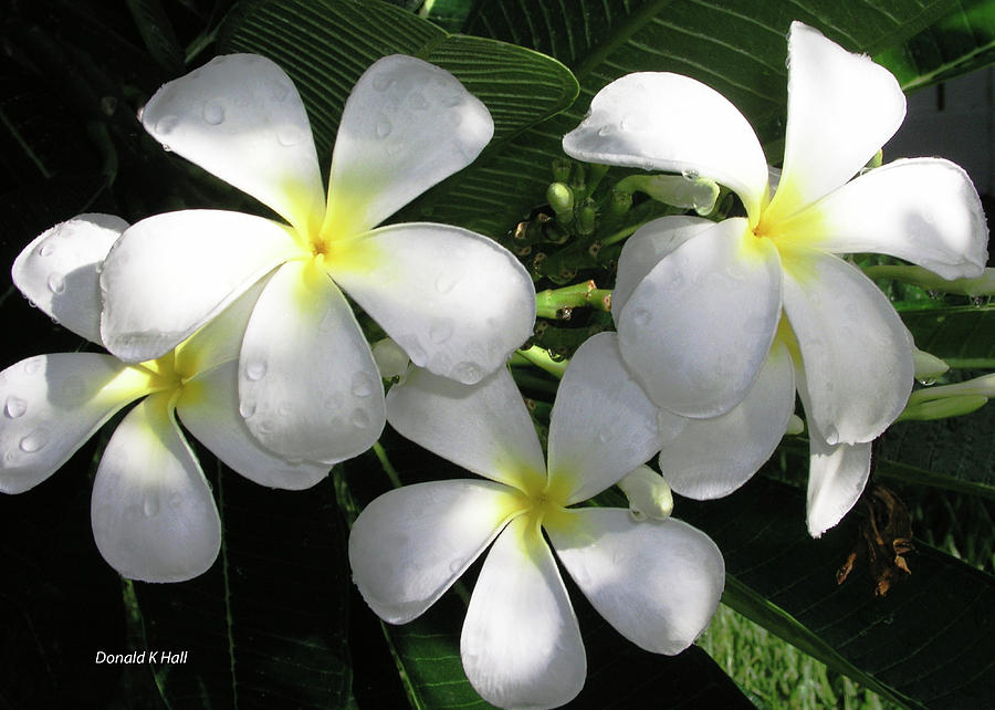 F1 Plumeria Frangipani Flowers Hawaii Photograph