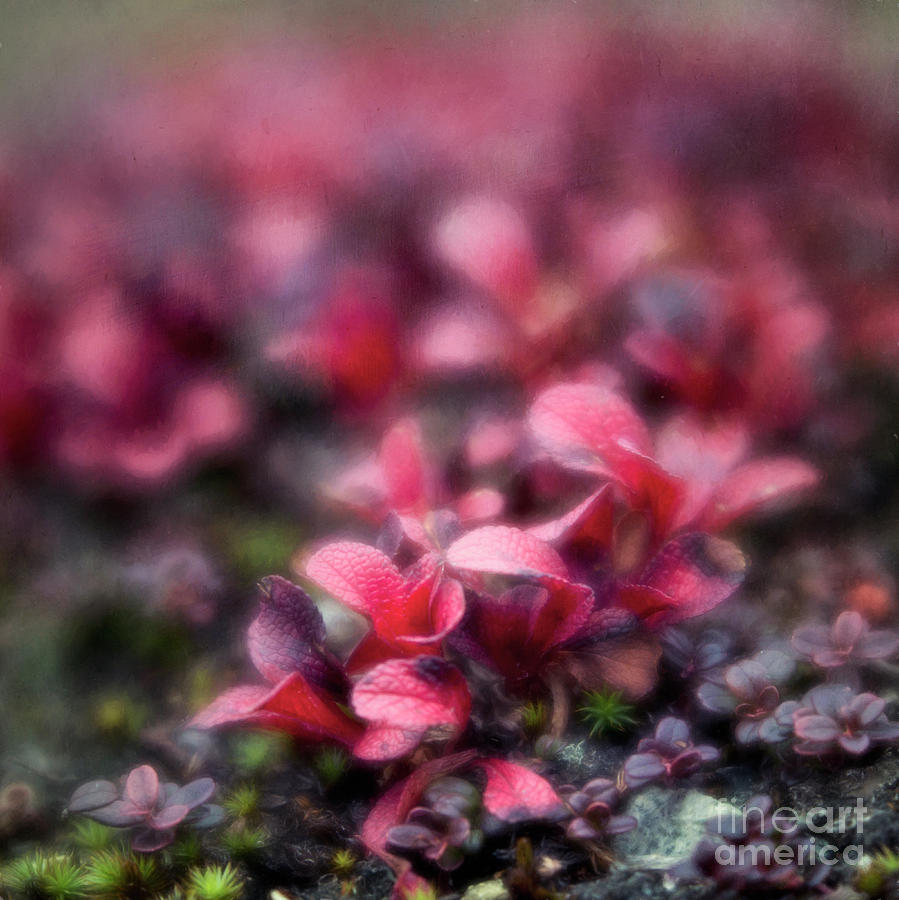 Fall Photograph - Bearberry leaves by Priska Wettstein