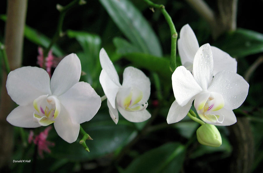 F11 Orchid Flowers Photograph