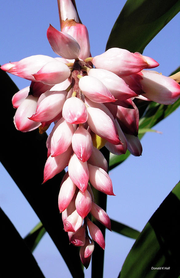 F16 Shell Ginger Flowers Photograph