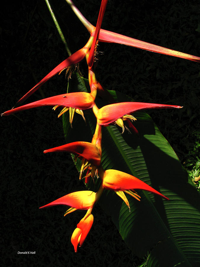 F19 Heliconia Flowers Hawaii Photograph