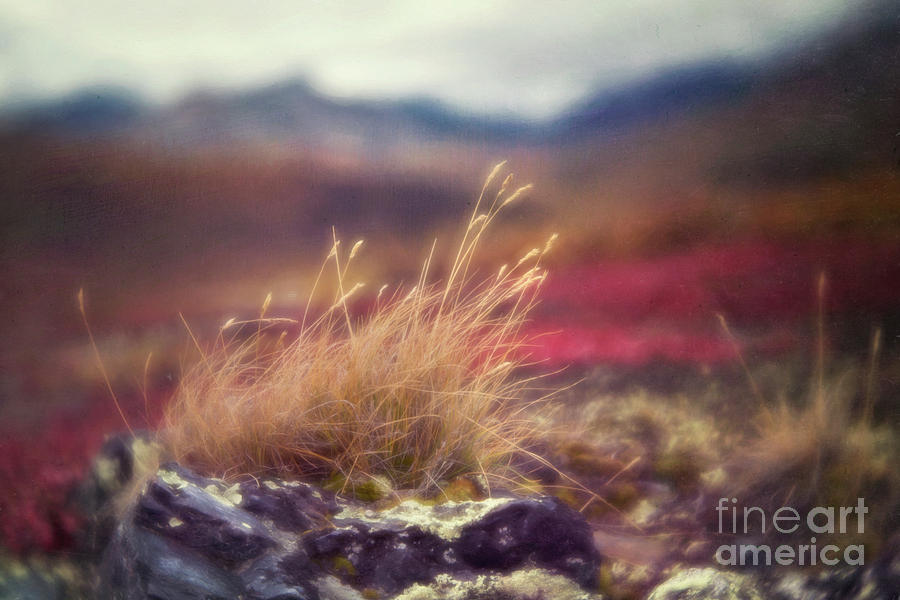 Autumn grass Photograph by Priska Wettstein