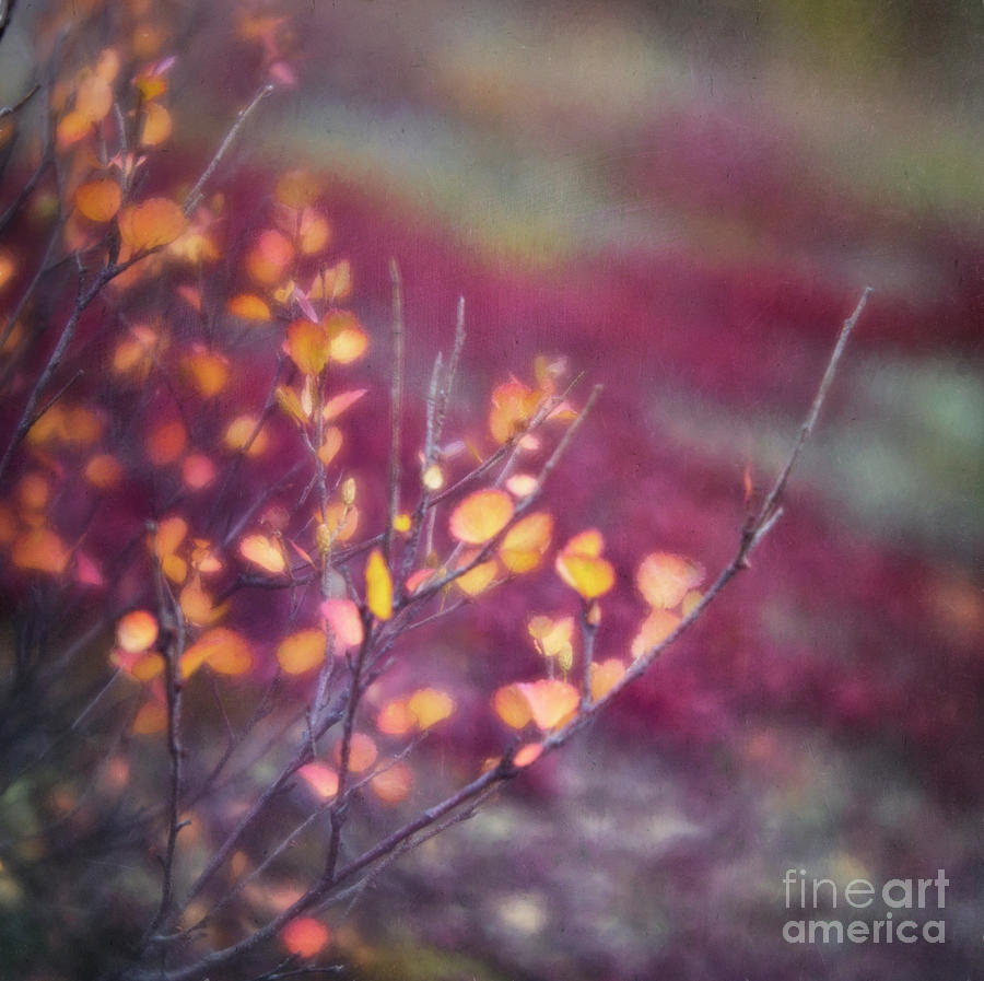 Golden leaves Photograph by Priska Wettstein
