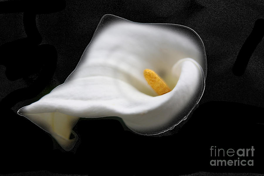 Flower Photograph - f7 by Tom Griffithe