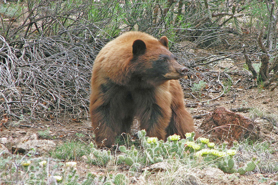 FAAblackbear101 by Bruce Dunavin FAAblackbear101 by Bruce Dunavin