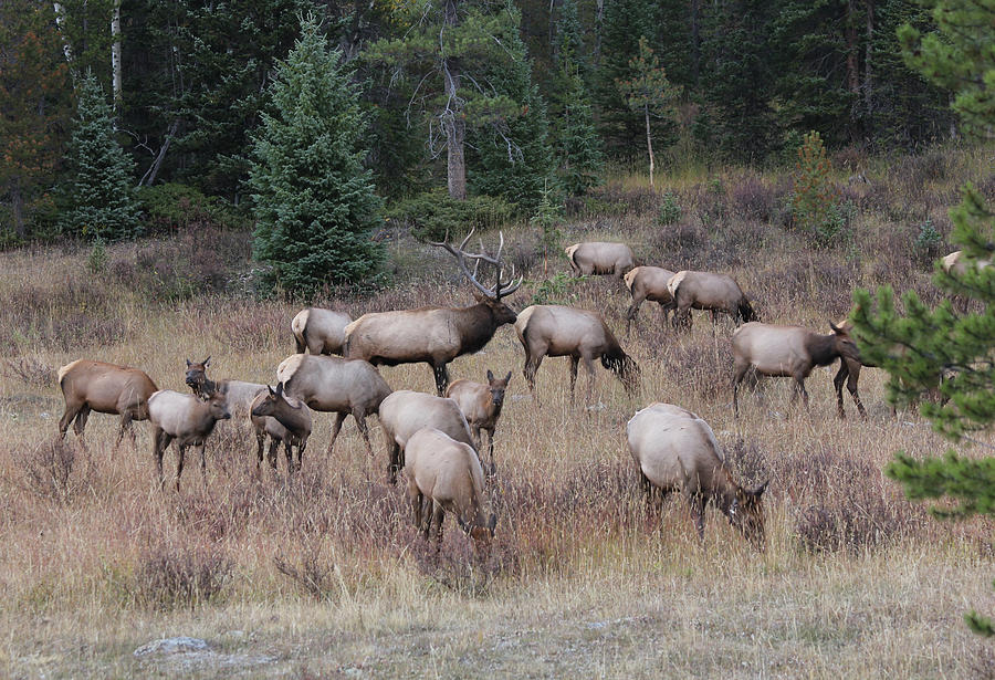 FAAbullelk111RMNP by Bruce Dunavin FAAbullelk111RMNP by Bruce Dunavin