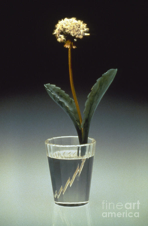Faberge Dandelion Photograph by Granger