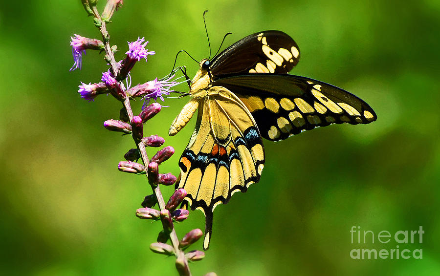 Butterfly Photograph - Fabulous gift from nature by Davids Digits
