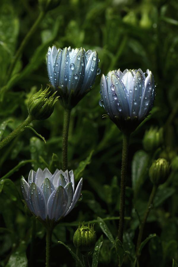 Nature Photograph - Fabulously Beautiful blue flowers with raindrops by Sergey Taran
