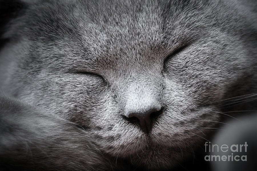 Face close-up of a young cute cat sleeping blissfully. The British Shorthair Photograph by Michal Bednarek