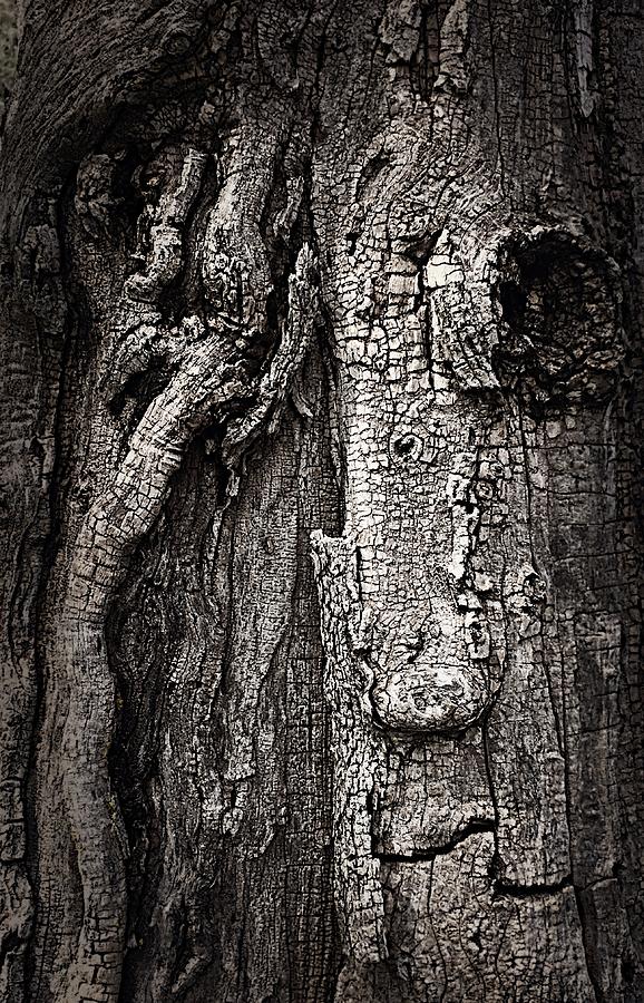 Face in a tree Photograph by JoAnn Lense