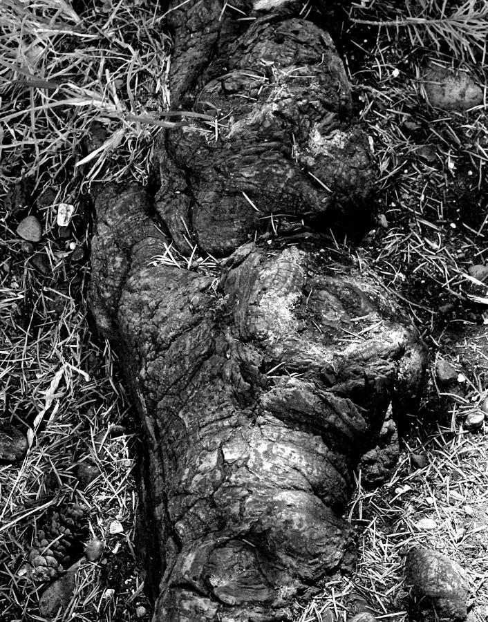 Face in the root  Photograph by Brian Sereda