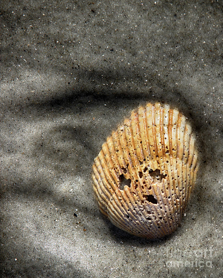 Face In The Shell Photograph