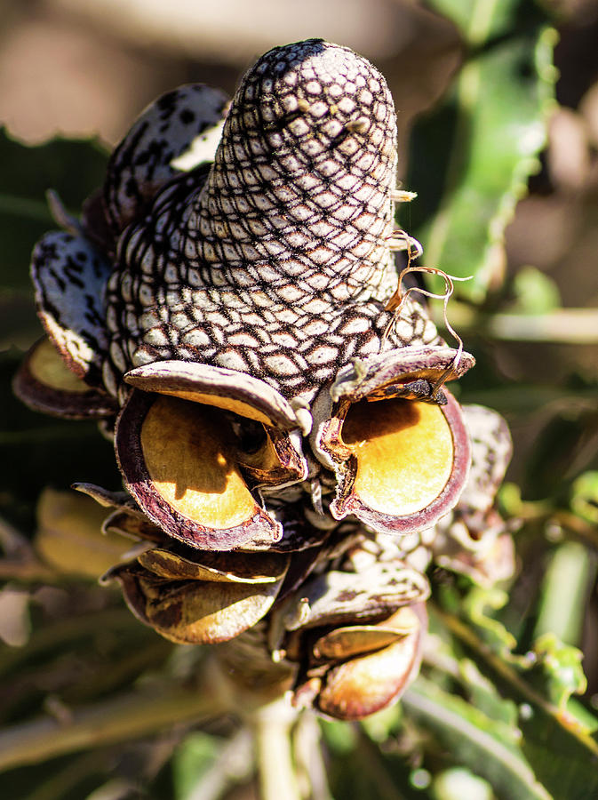 Face Of A Banksia Photograph by Tania Read