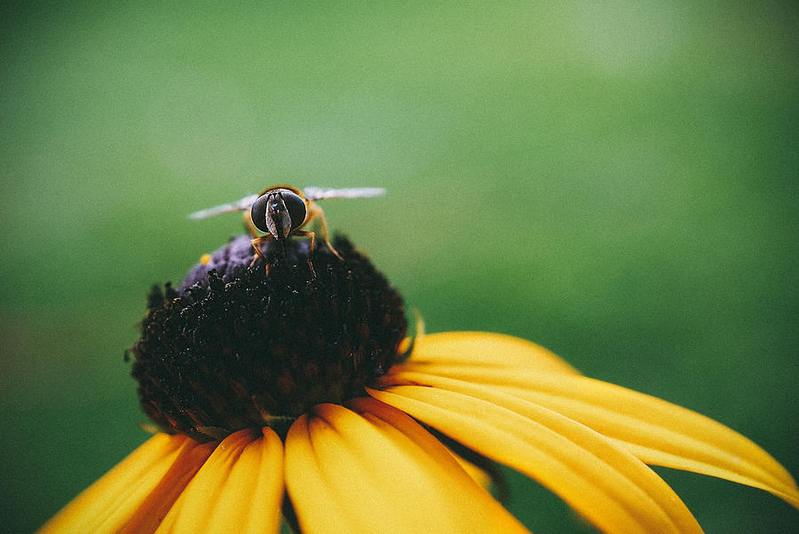 Face Of A Bee Photograph by Tracy Jade