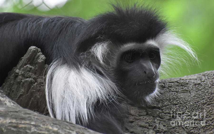 Face of a Black and White Colobus Monkey on a Tree Trunk Photograph by DejaVu Designs