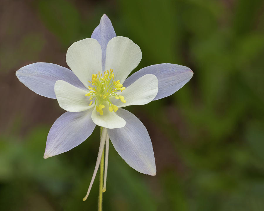 Face of a Columbine Photograph by Lois Lake