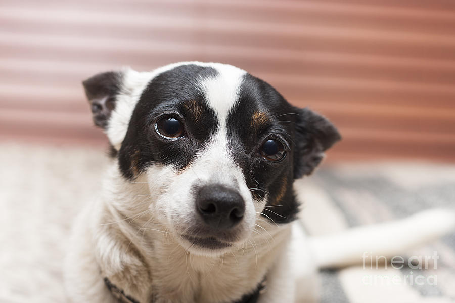 Face Of A Cute Terrier Puppy Dog Thinking Photograph